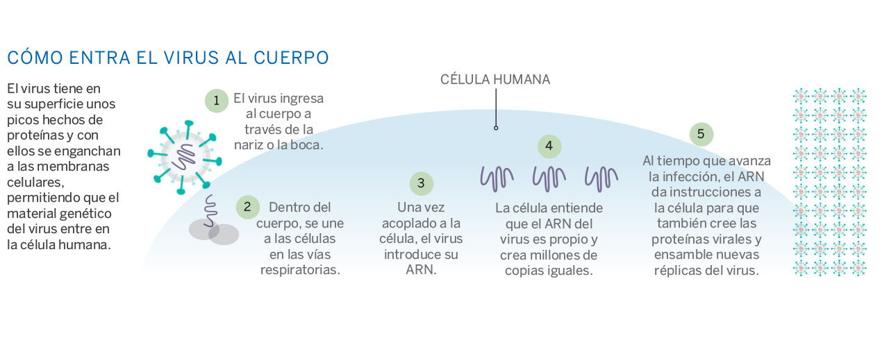 Coronavirus: ¿un electroestimulador puede realmente ponerme en forma  durante la cuarentena?