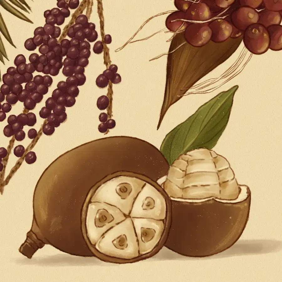 Las frutas amazónicas que cuidan la salud (y el bosque)