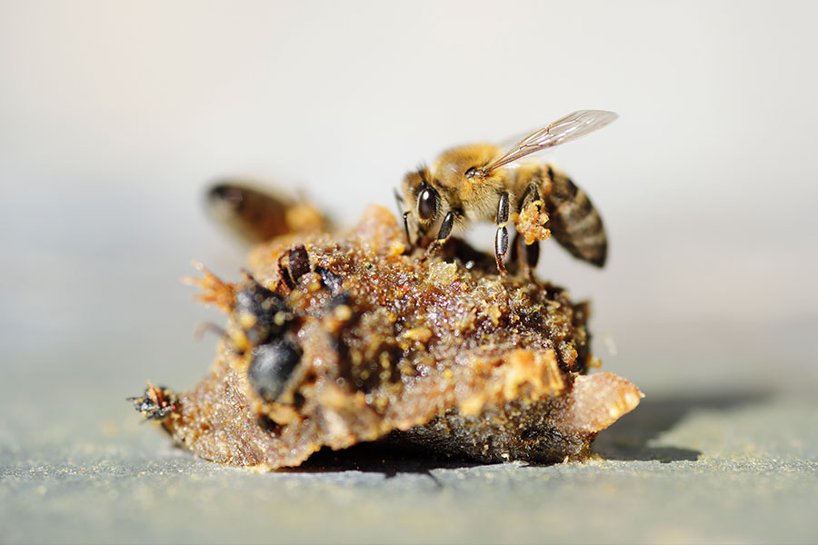 PROPOLEO CUERPOTEXTO