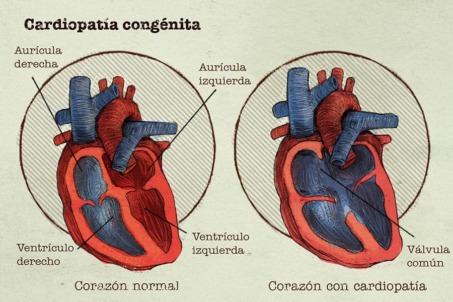 GlosarioCorazón1 CUERPOTEXTO