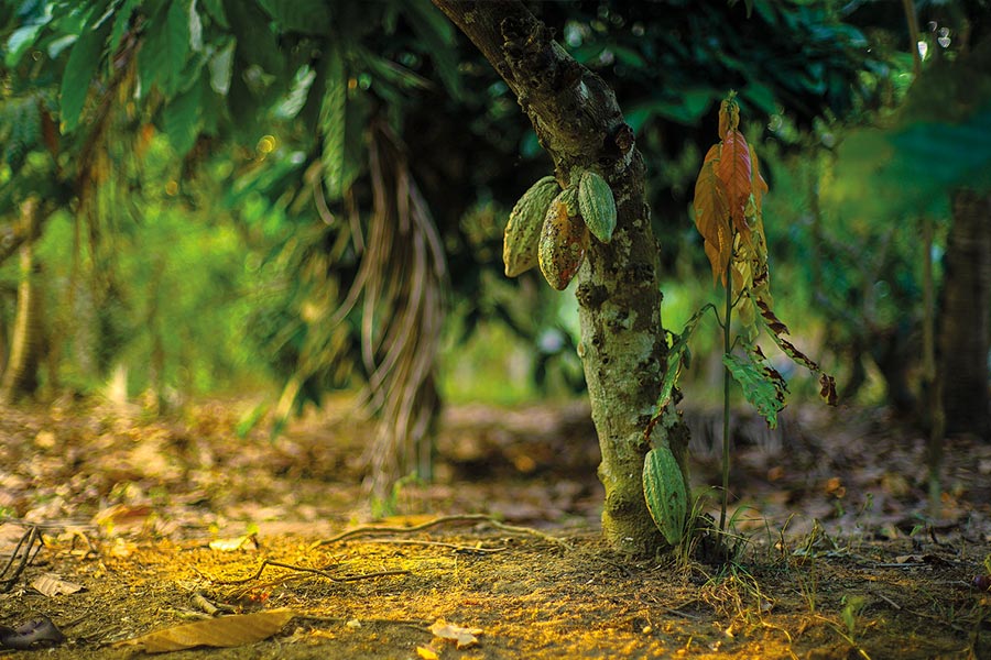 Cacao3 CUERPOTEXTO