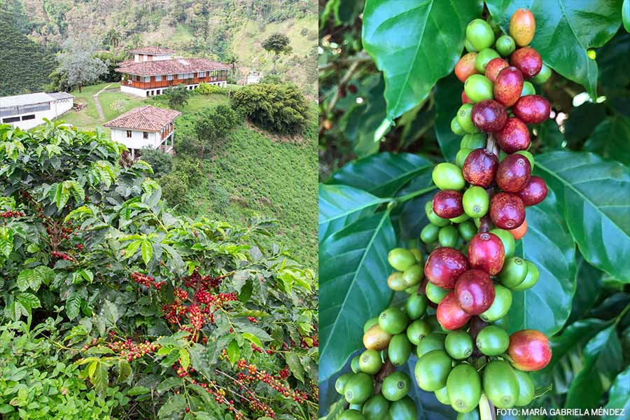 Café colombiano