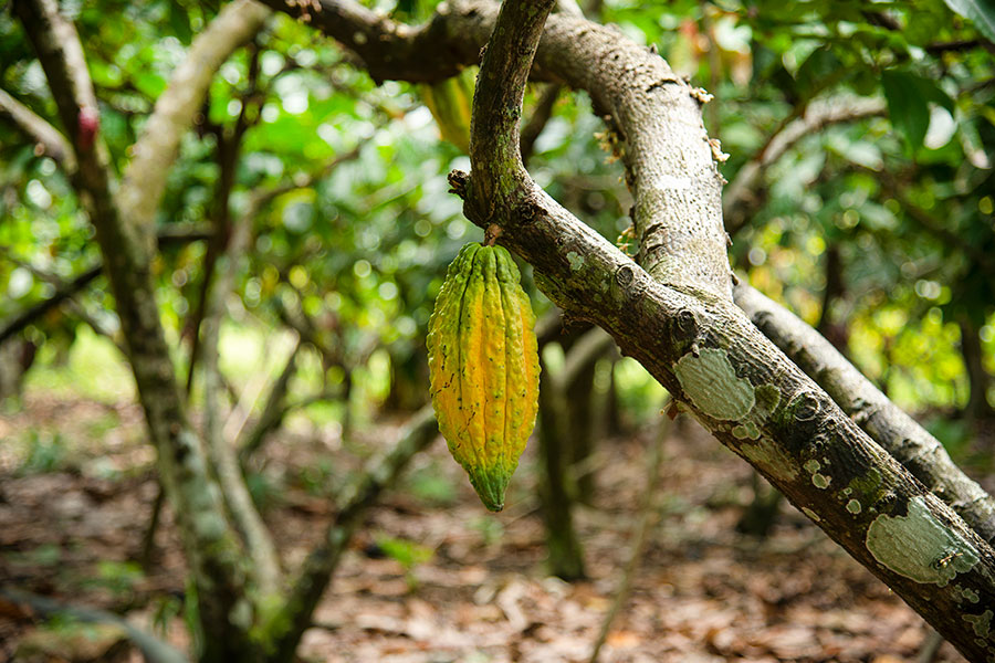 CacaoColombia1 CUERPOTEXTO