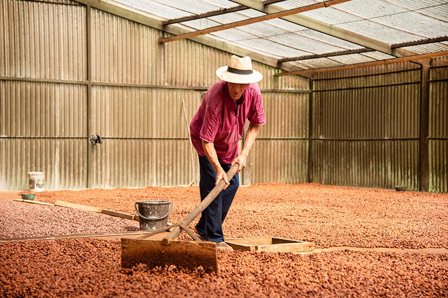 CacaoColombia4 CUERPOTEXTO