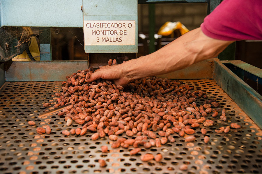 CacaoColombia6 CUERPOTEXTO