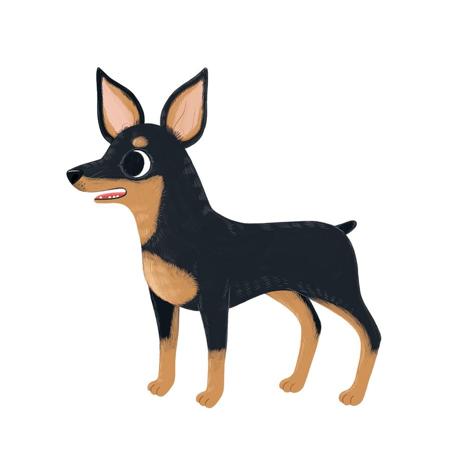 Pinscher