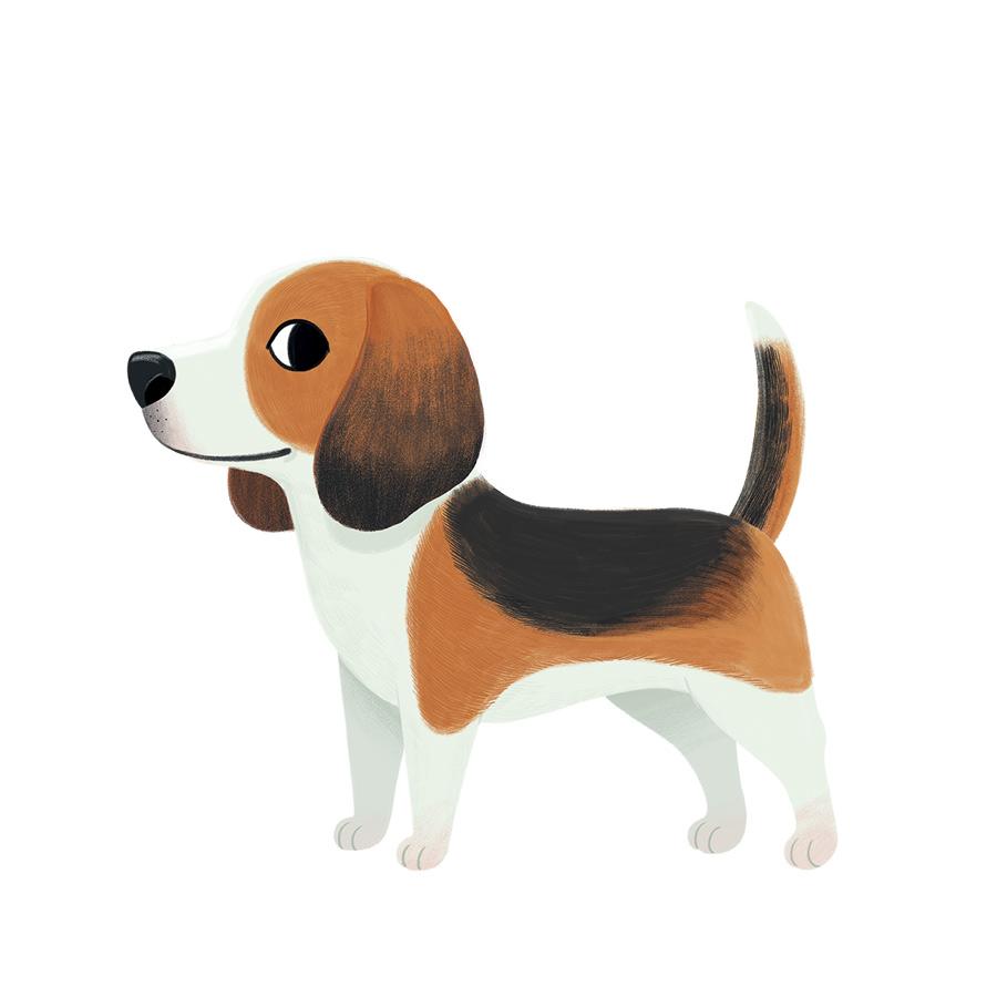 beagle