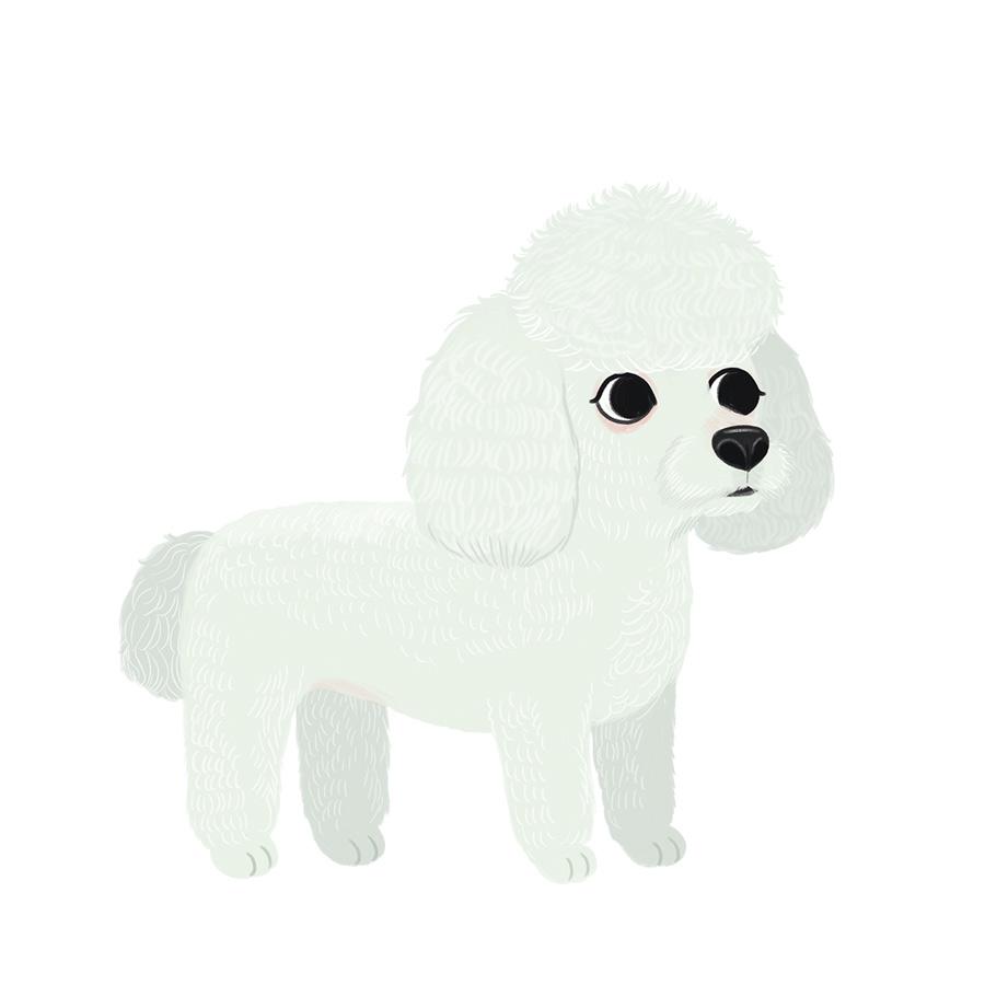 french poodle