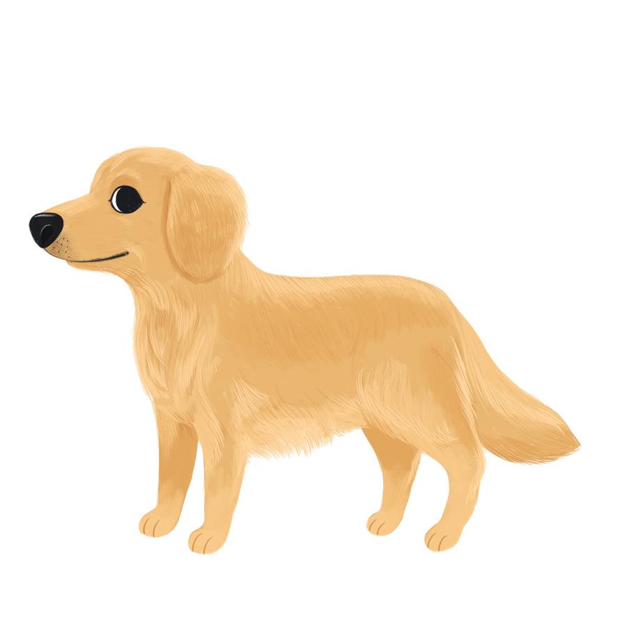 golden retriever