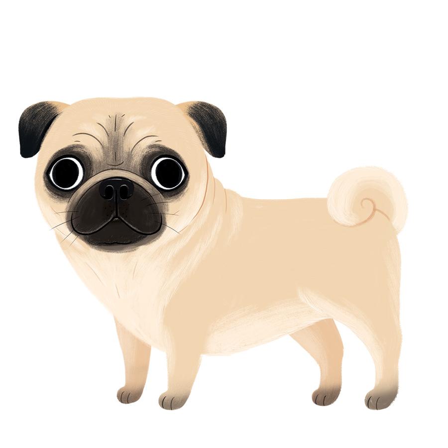 pug