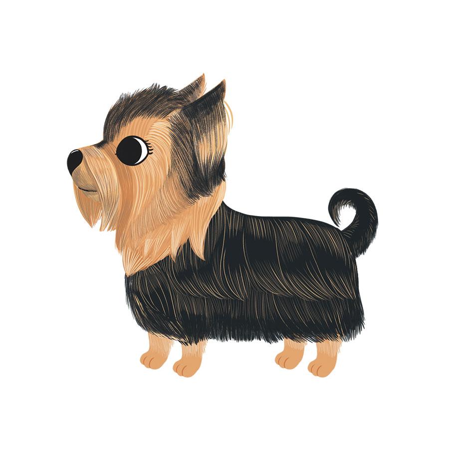 yorkshire terrier