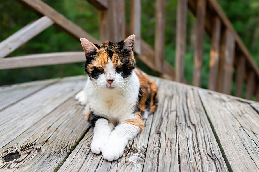 1 Juego / 4 Piezas Mantenga A Los Gatos Alejados De Su Jardín Y Muebles De  Exterior - Repelente De Heces De Gato Y Barrera Para Animales, Moda de  Mujer