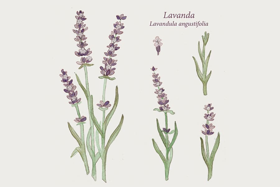 ESENCIAS Lavanda CUERPOTEXTO