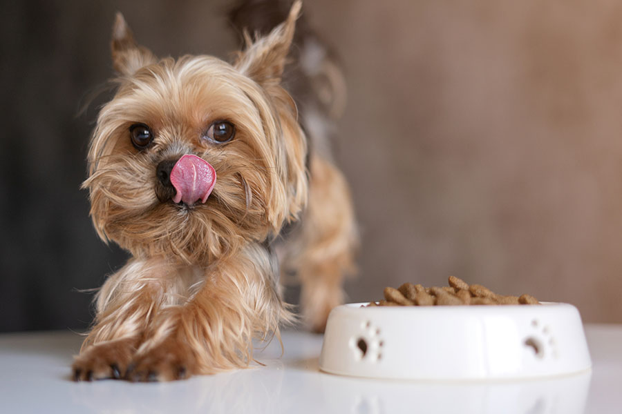 COMIDA PARA PERROS