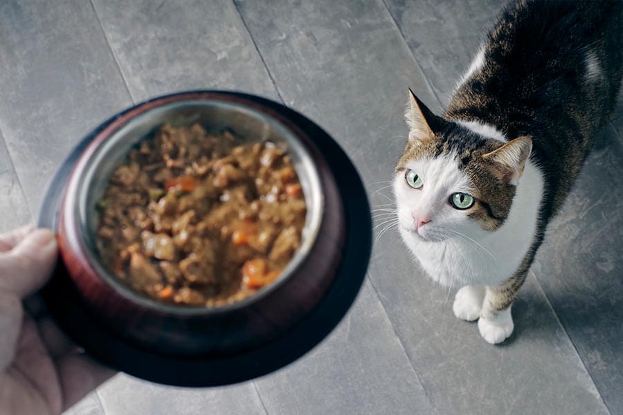 NutriciónMascotas CUERPOTEXTO