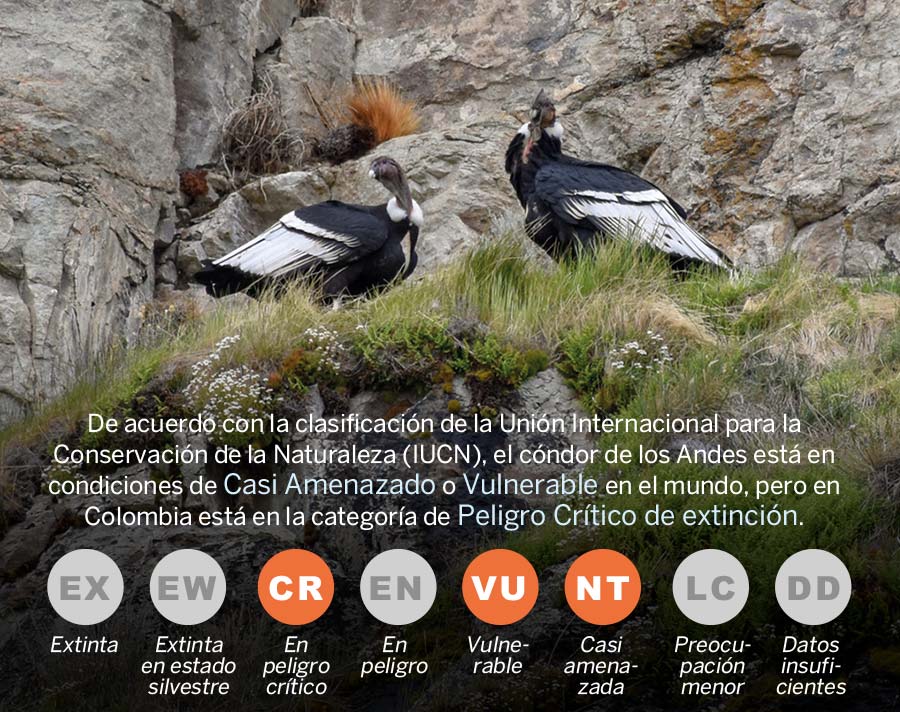 CONDOR ANDINO CUERPOTEXTO