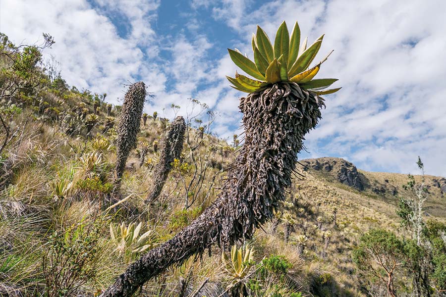 Frailejon2 CUERPOTEXTO