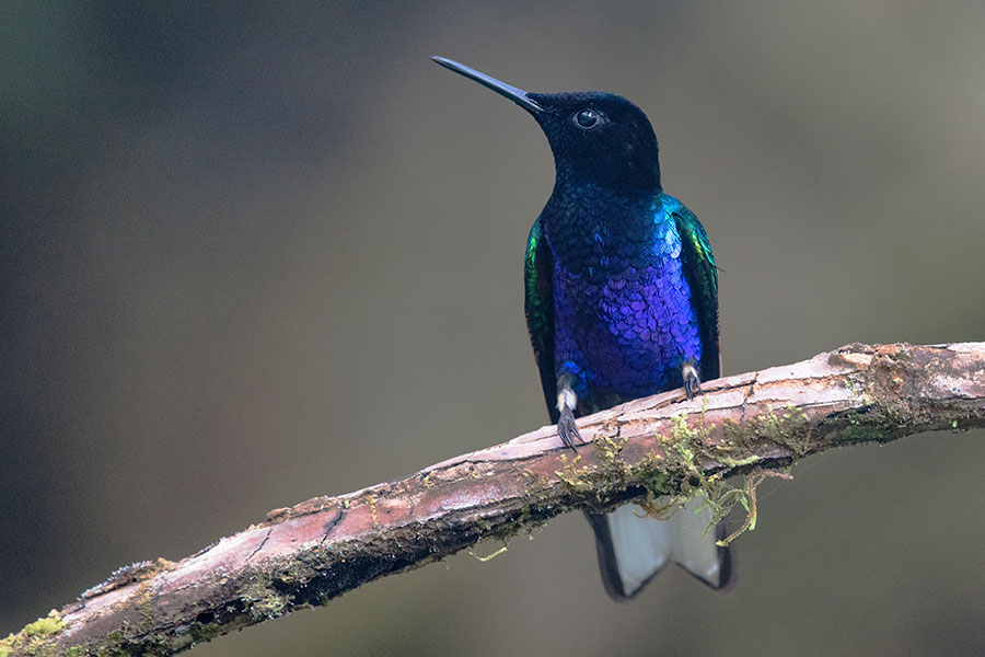 Colibrí Sietecolores