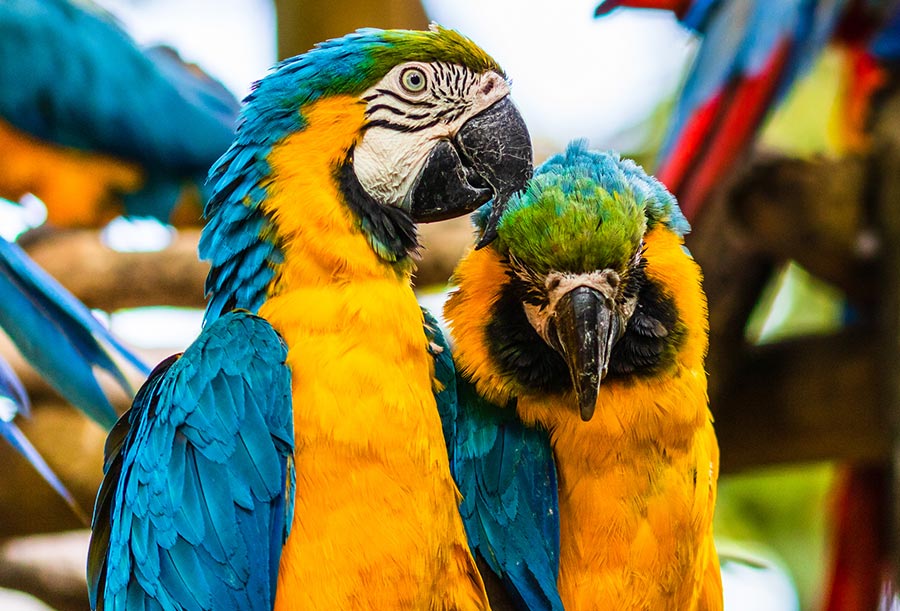 Guacamaya