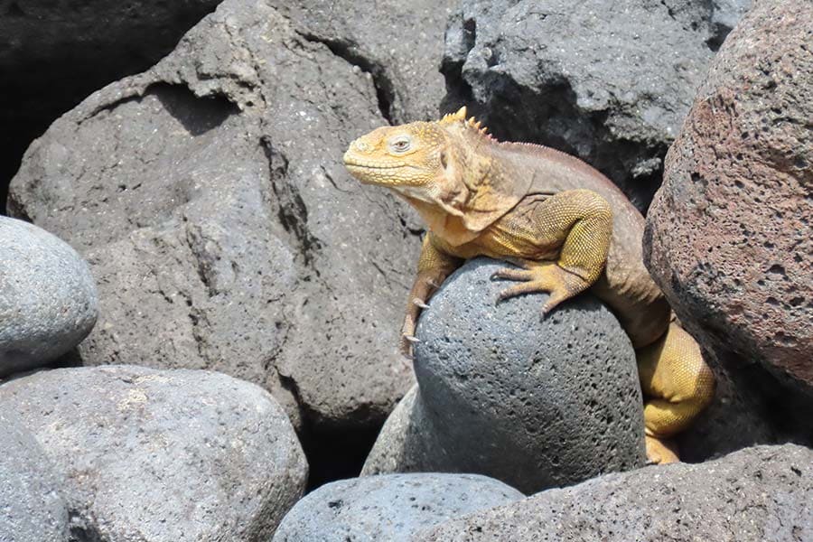 Galápagos2 CUERPOTEXTO