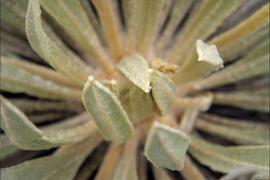 Las frailejonas del Sumapaz