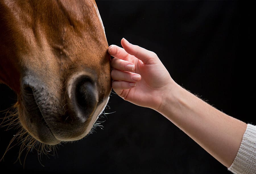 Equinoterapia CUERPOTEXTO