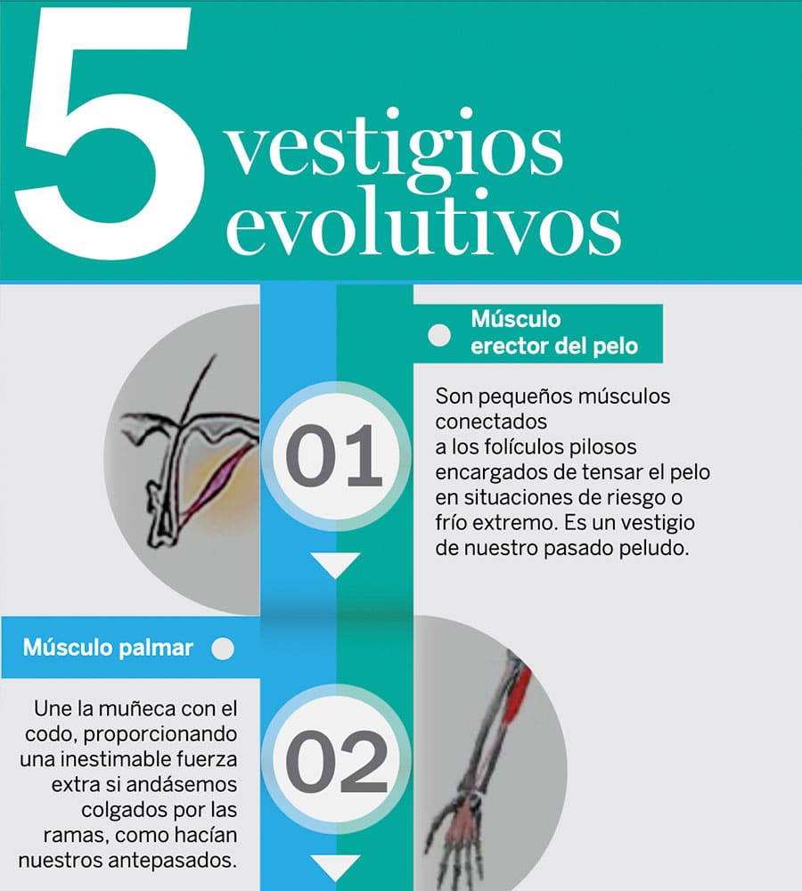 Evolución1 CUERPOTEXTO