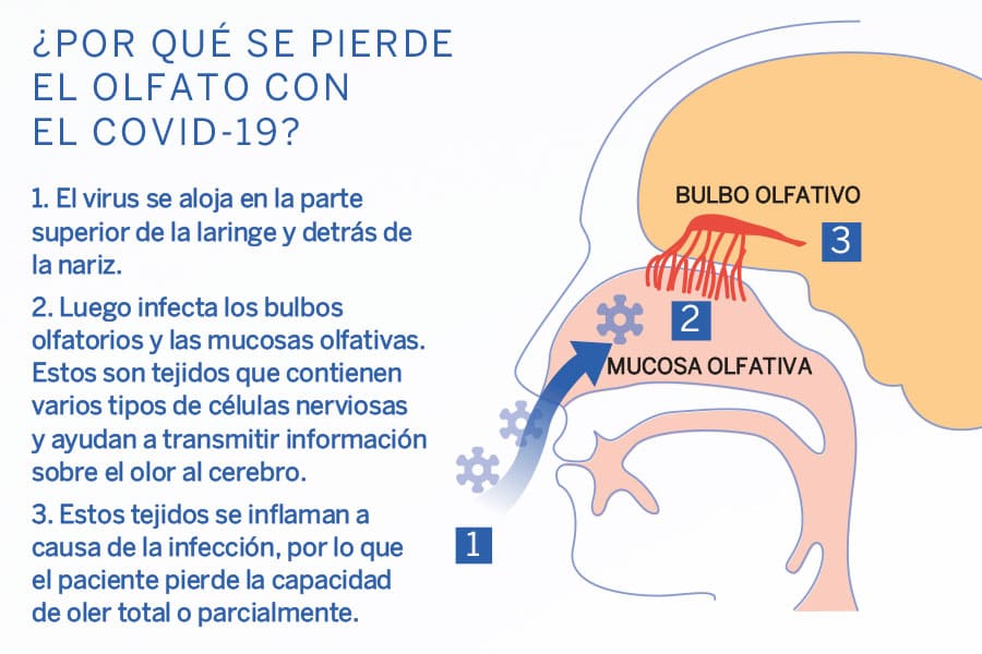 Perder el olfato CUERPOTEXTO