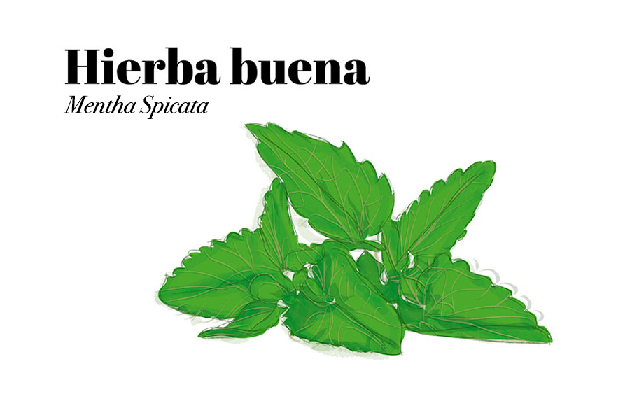 PlantasMedicinales8 HIERBABUENA CUERPOTEXTO