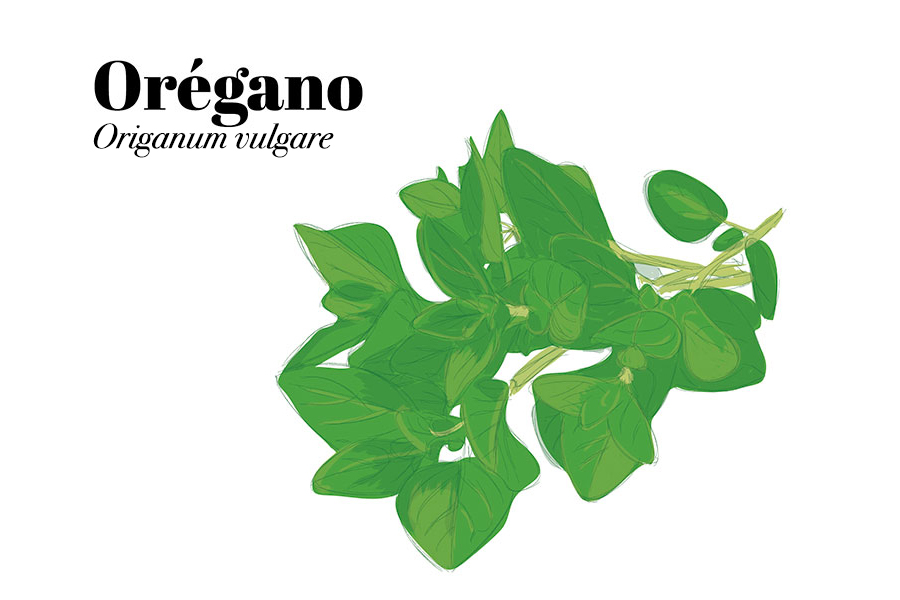 PlantasMedicinales8 OREGANO CUERPOTEXTO