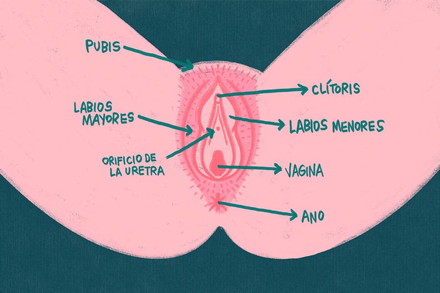 Vagina CUERPOTEXTO