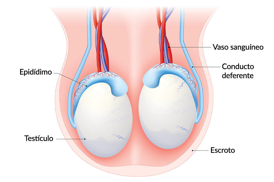 Testiculos colsanitas