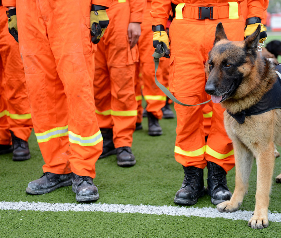 PERRO RESCATISTA CUERPOTEXTO