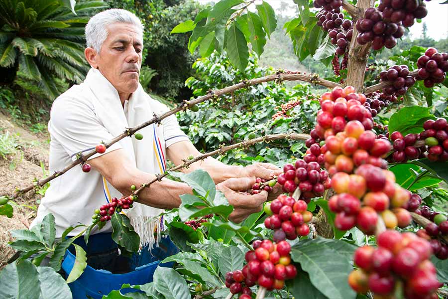 Producción del café en colombia