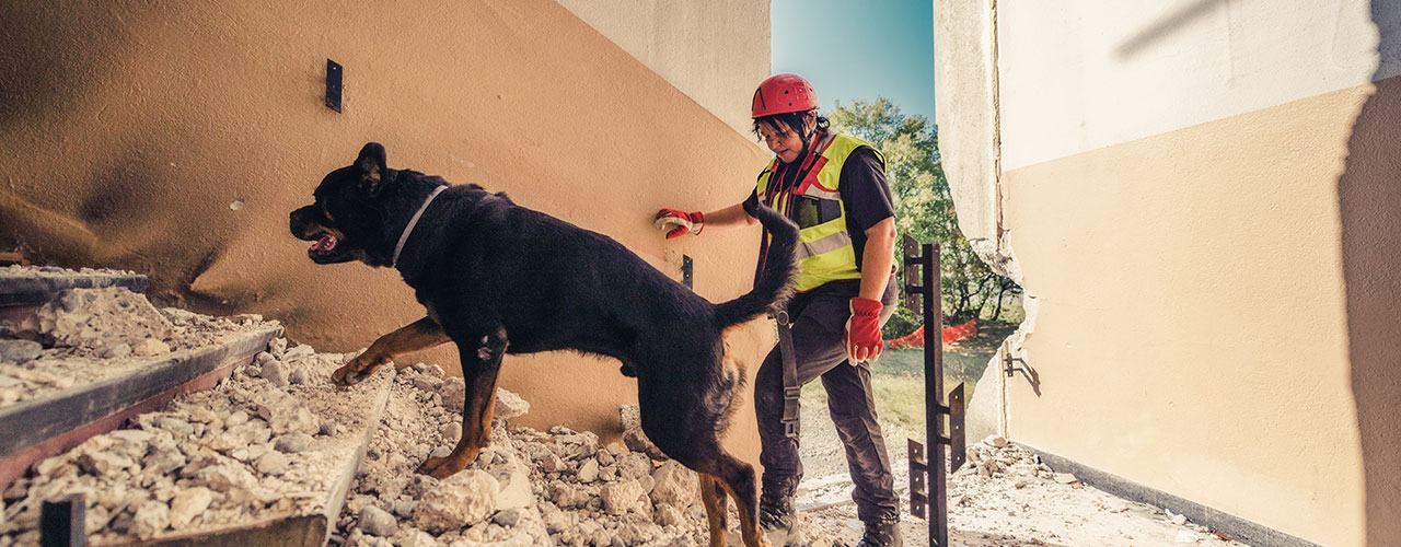 Siete dispositivos conectados para cuidar, alimentar y vigilar a tu mascota  mientras estás fuera de casa