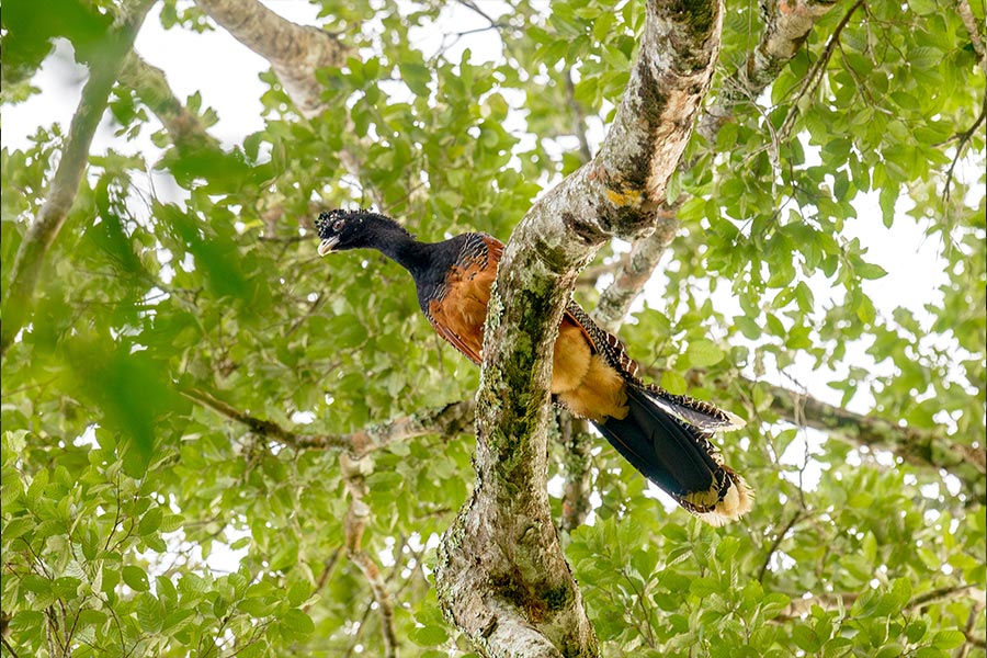 Cómo proteger las aves de Colombia - Laura Natalia Cruz