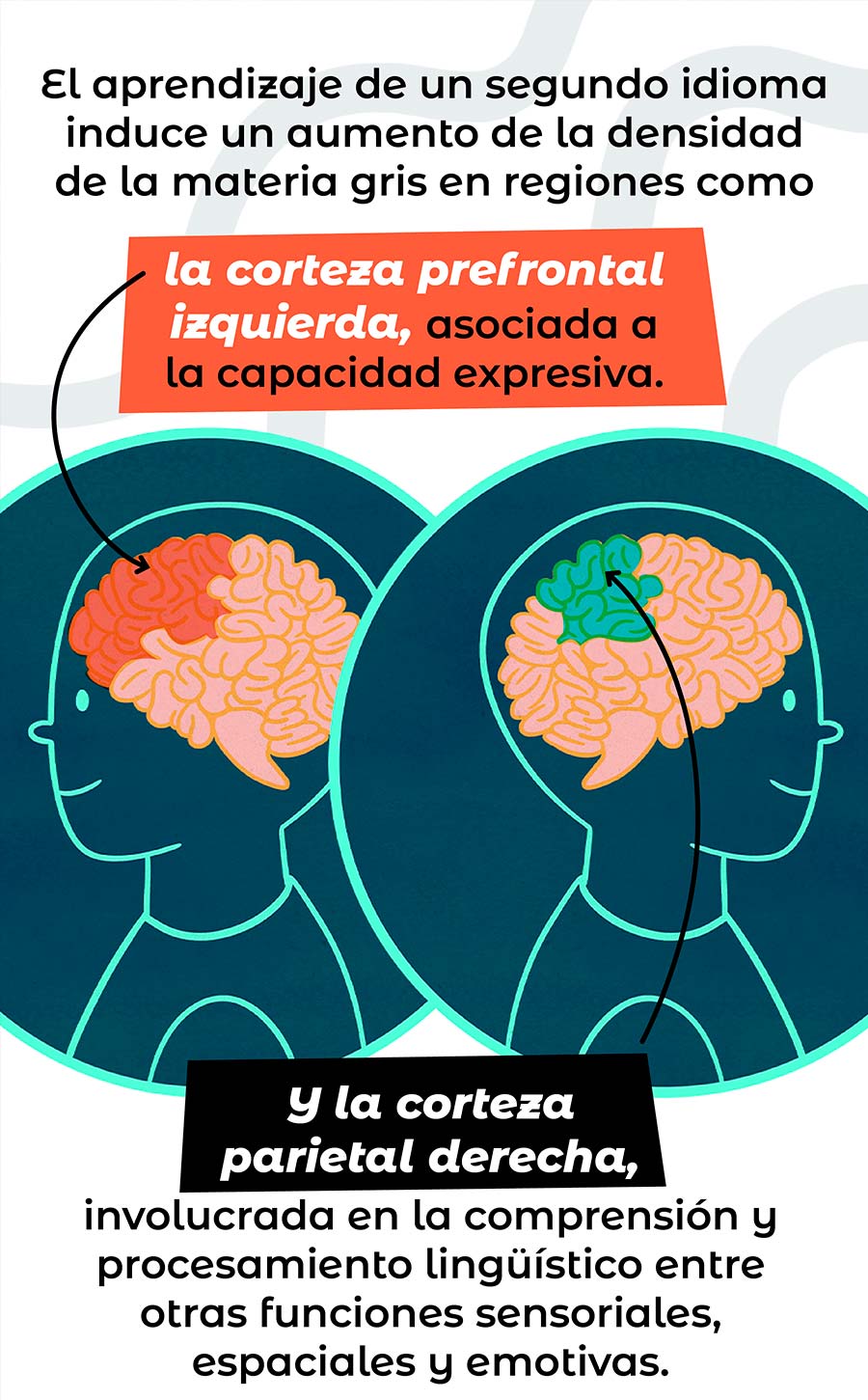 BILINGUISMO1 CUERPOTEXTO