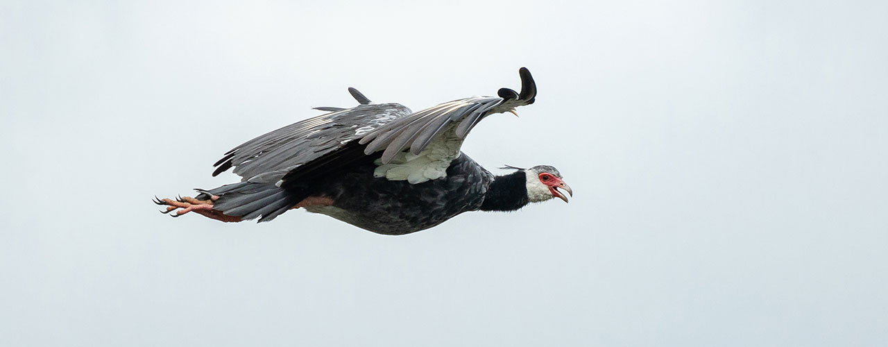 Cómo proteger las aves de Colombia