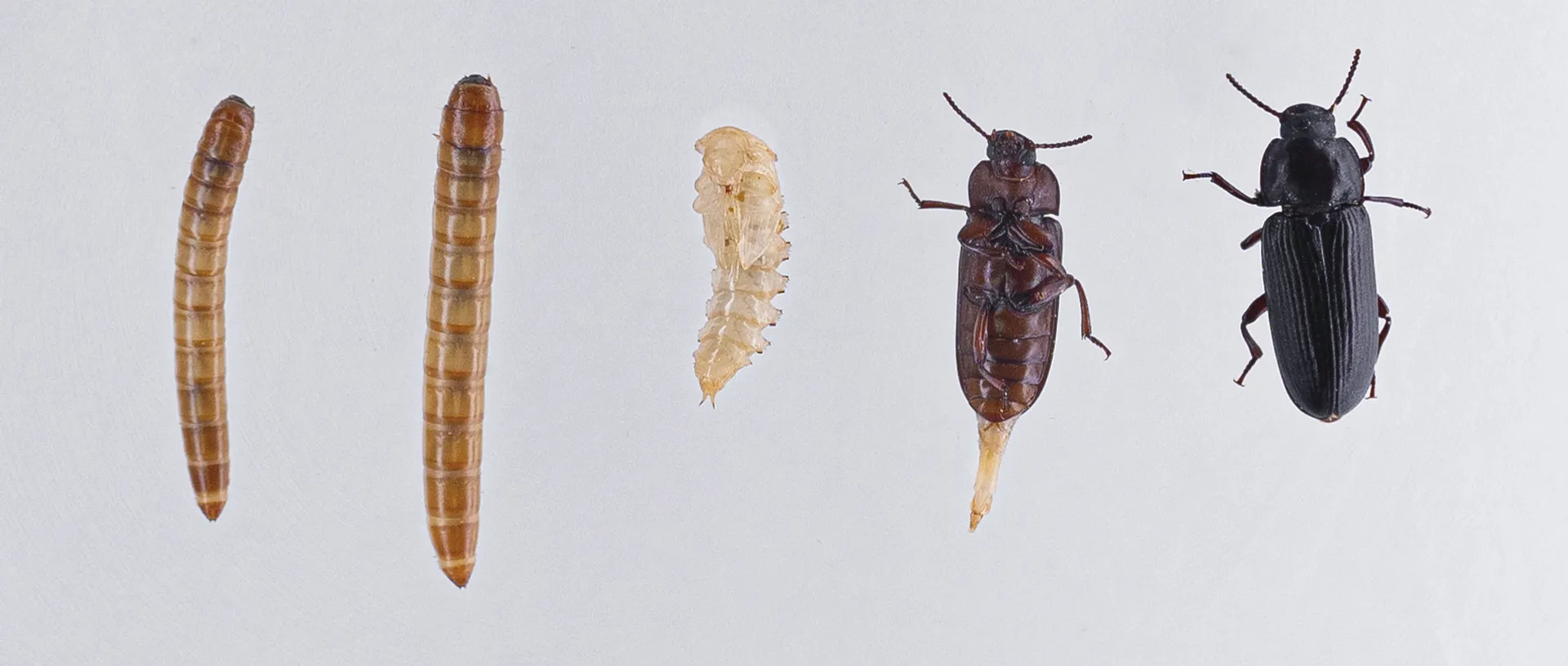 Comer Insectos