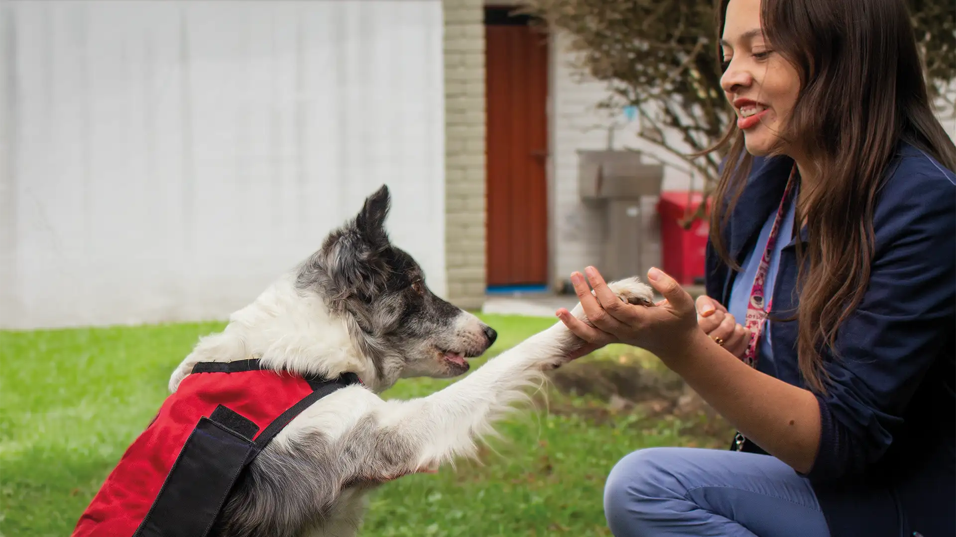 terapia con animales beneficios