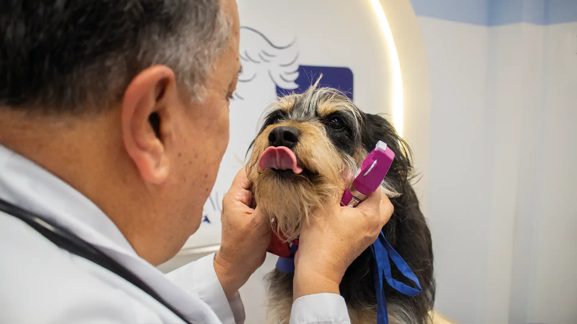 Médicos veterinarios