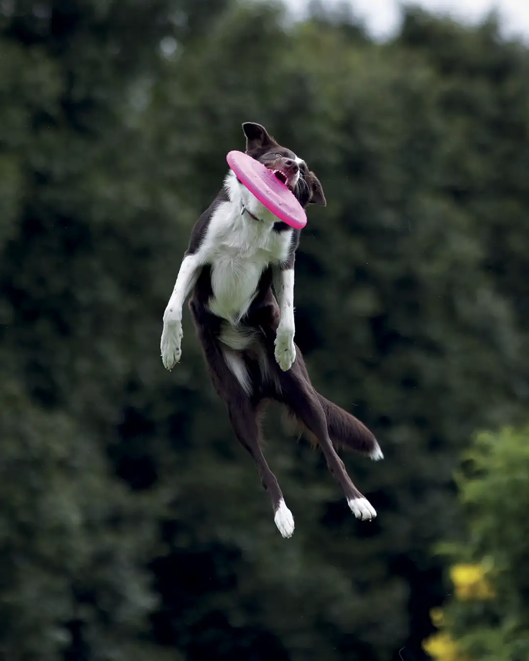 deporte canino