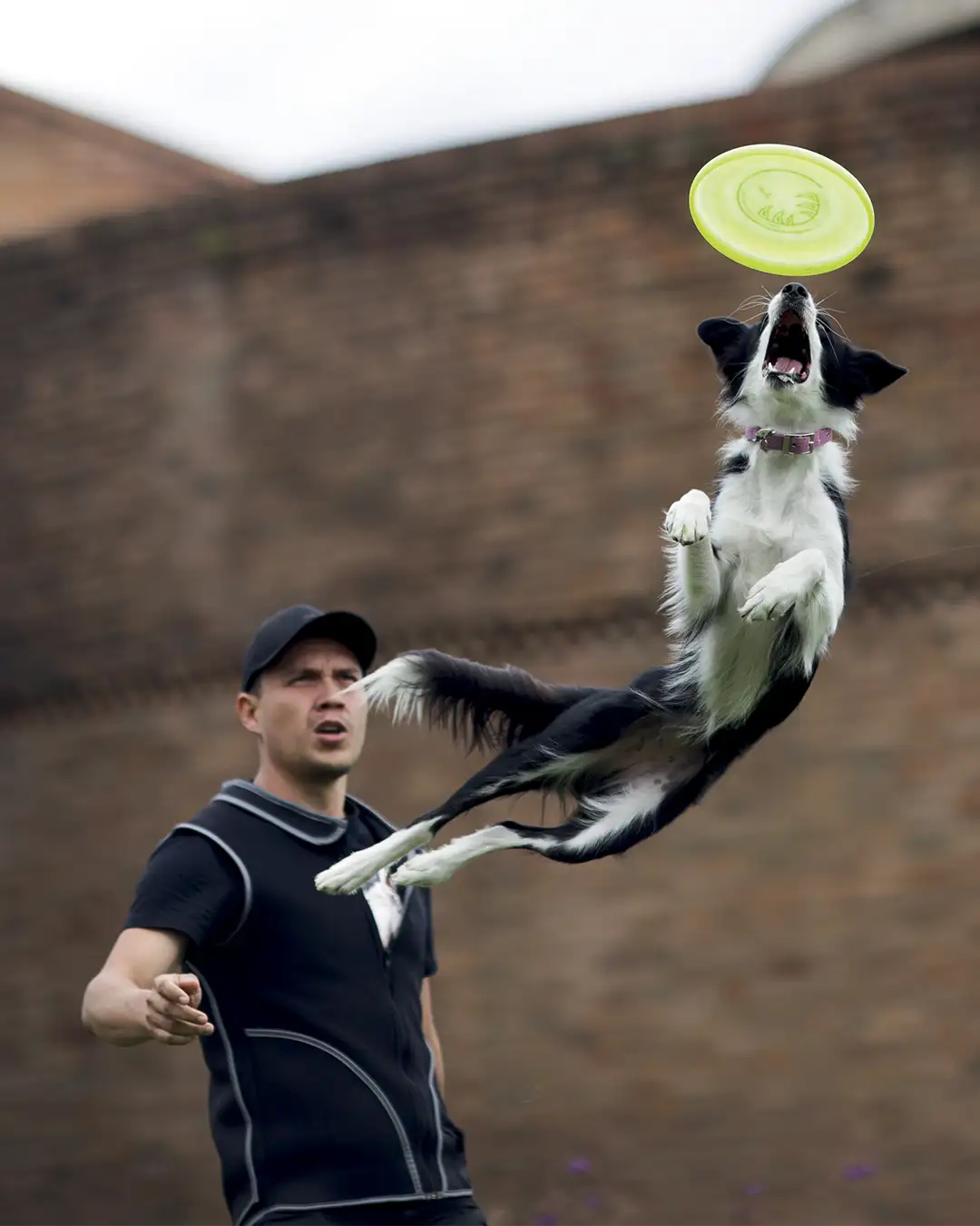 deporte canino