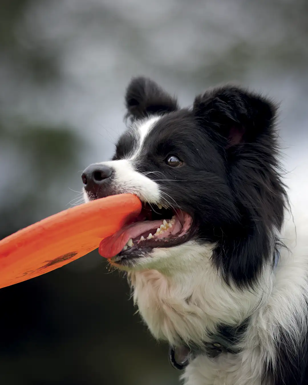 deporte canino