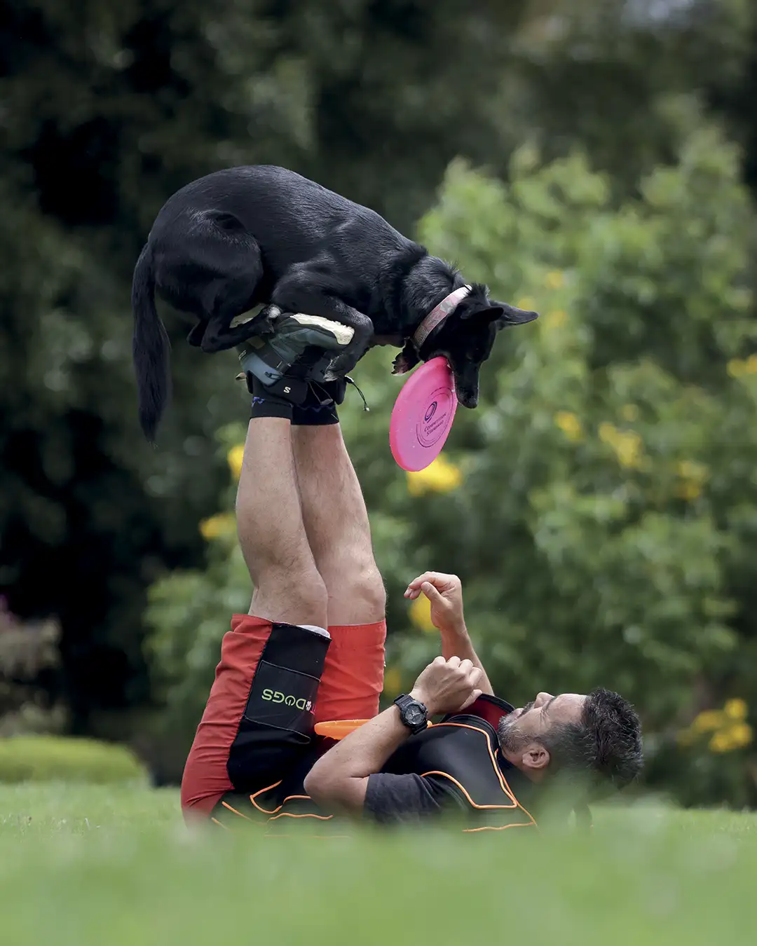 deporte canino