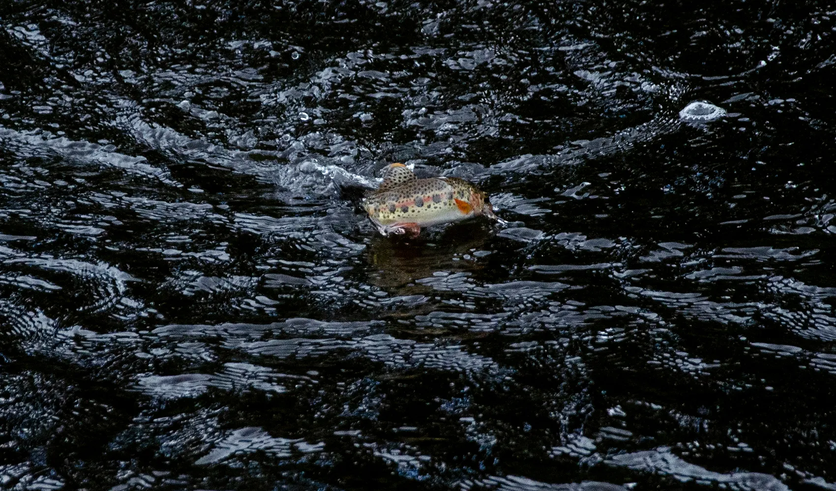 pesca con mosca