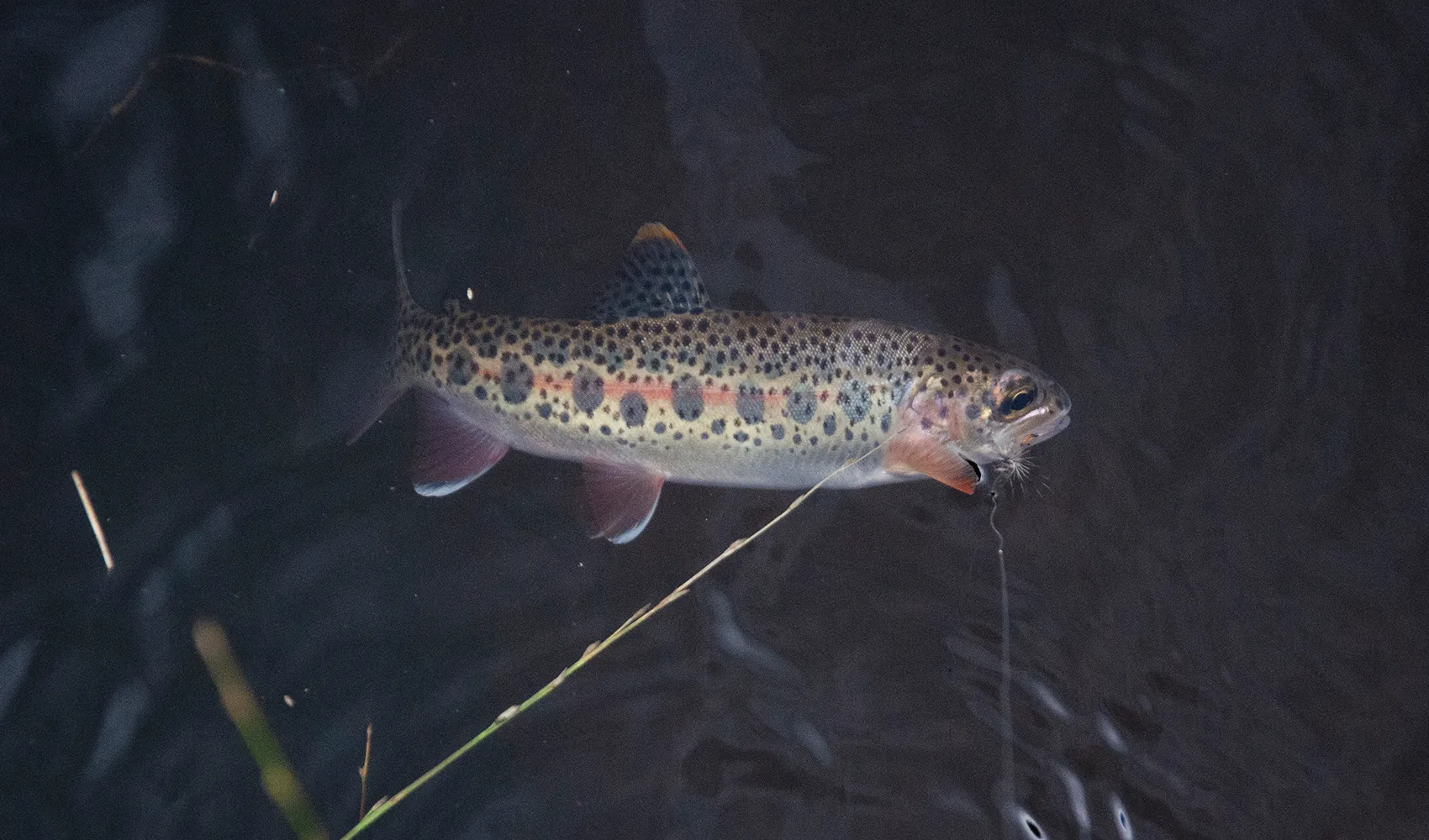 pesca con mosca