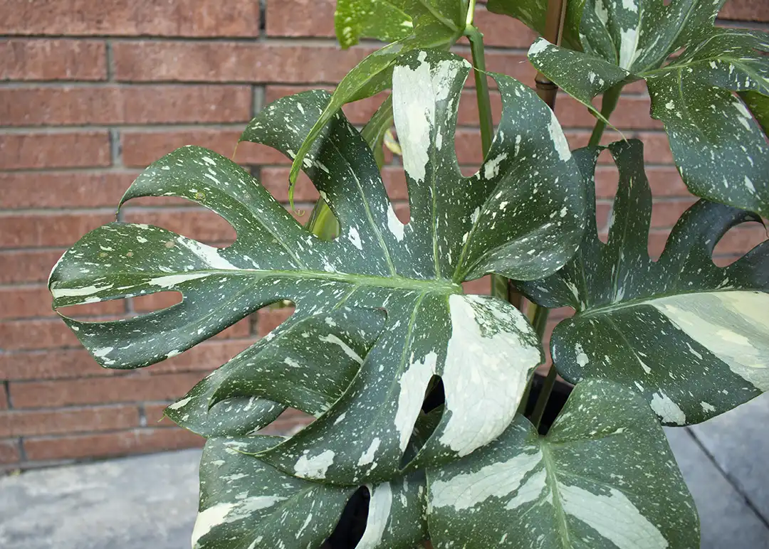 cuidar plantas de apartamento