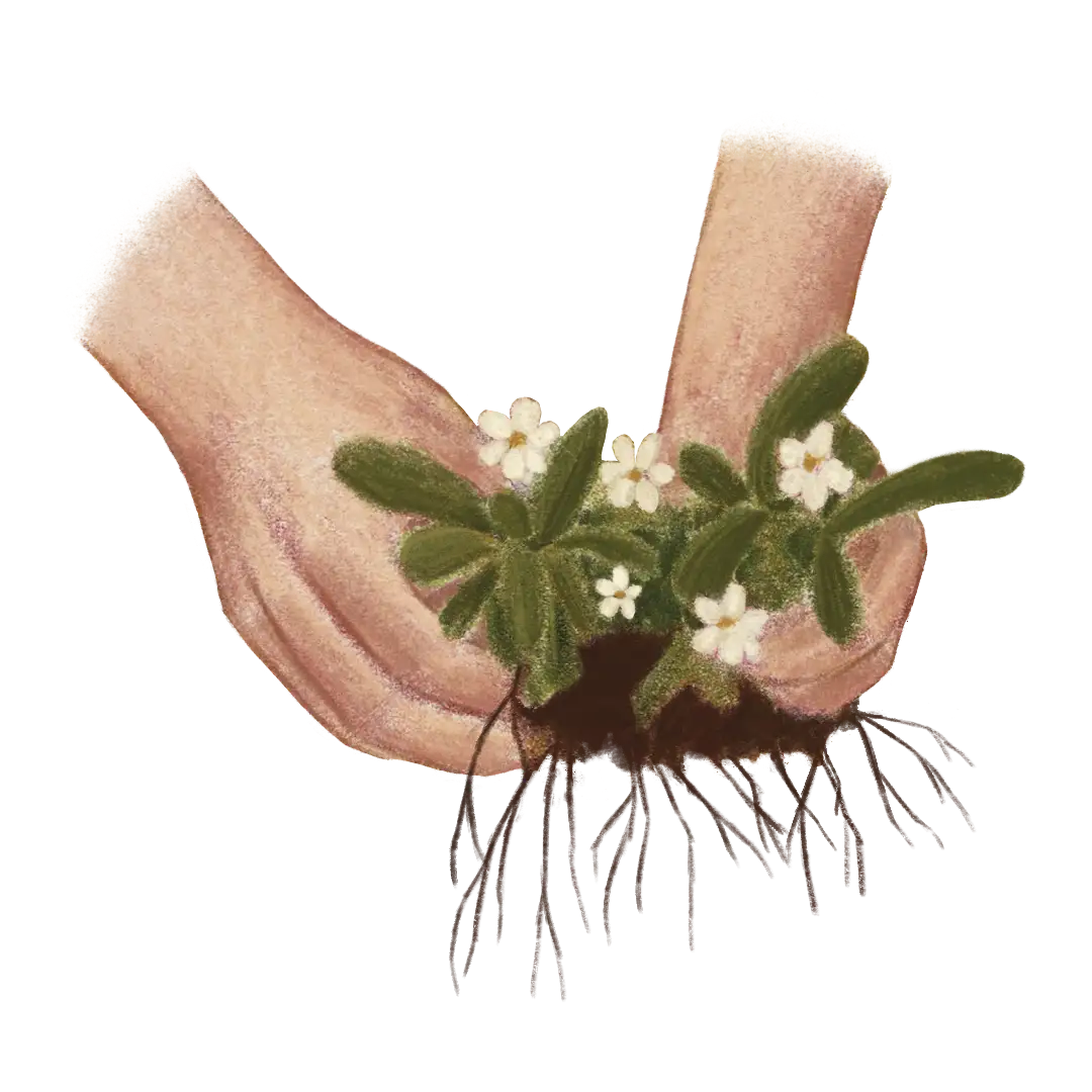 plantas y bienestar emocional