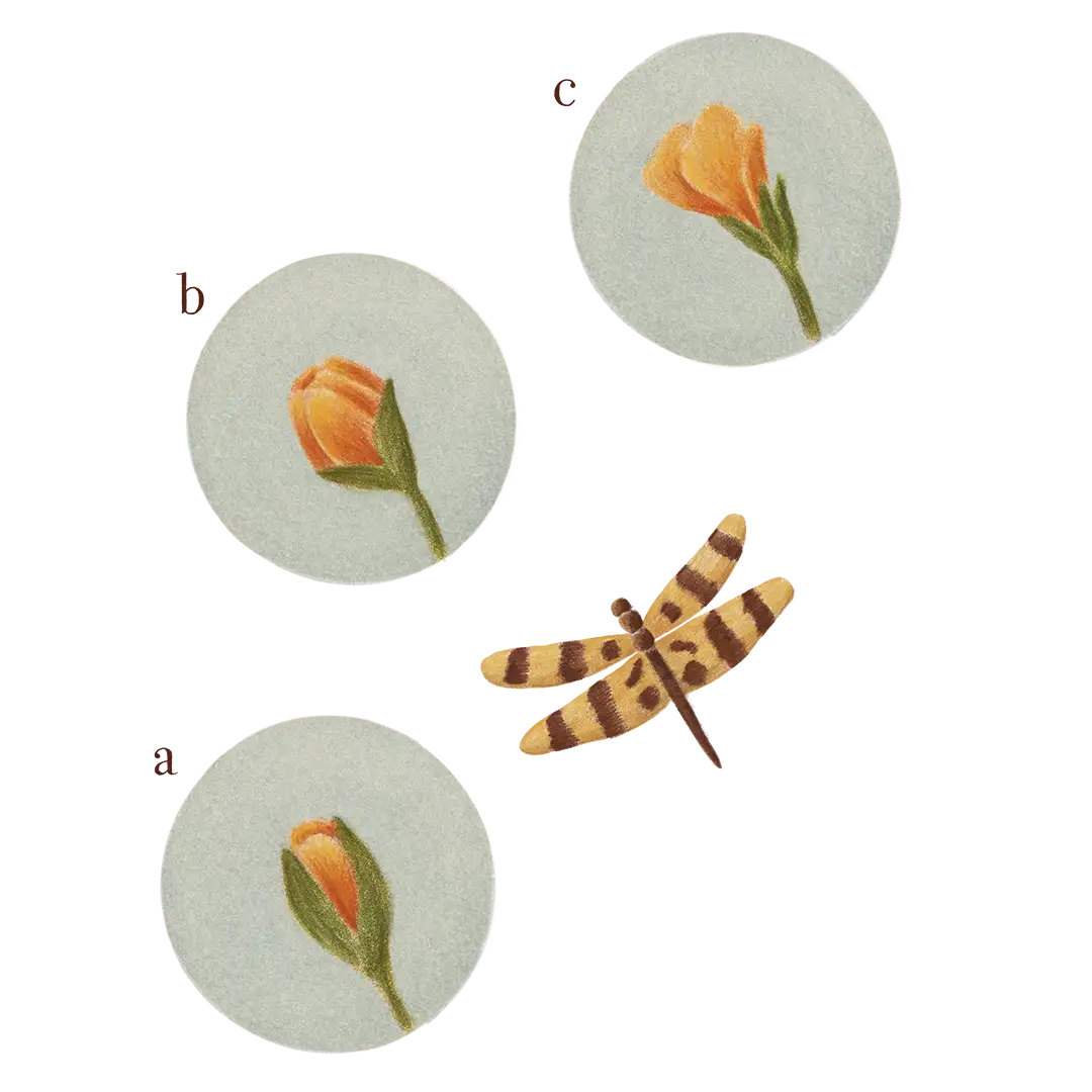 plantas y bienestar emocional